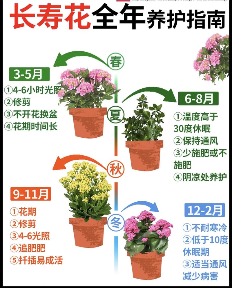 长寿花冬天耐寒多少度?南北养护差异化指南,安全越冬只需做到这几点 总结