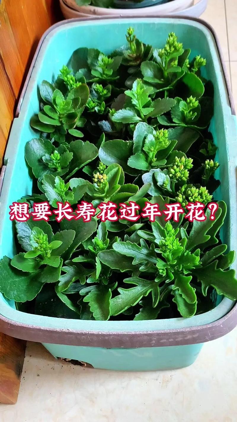 长寿花冬天耐寒多少度?南北养护差异化指南,安全越冬只需做到这几点 七、常见误区纠正