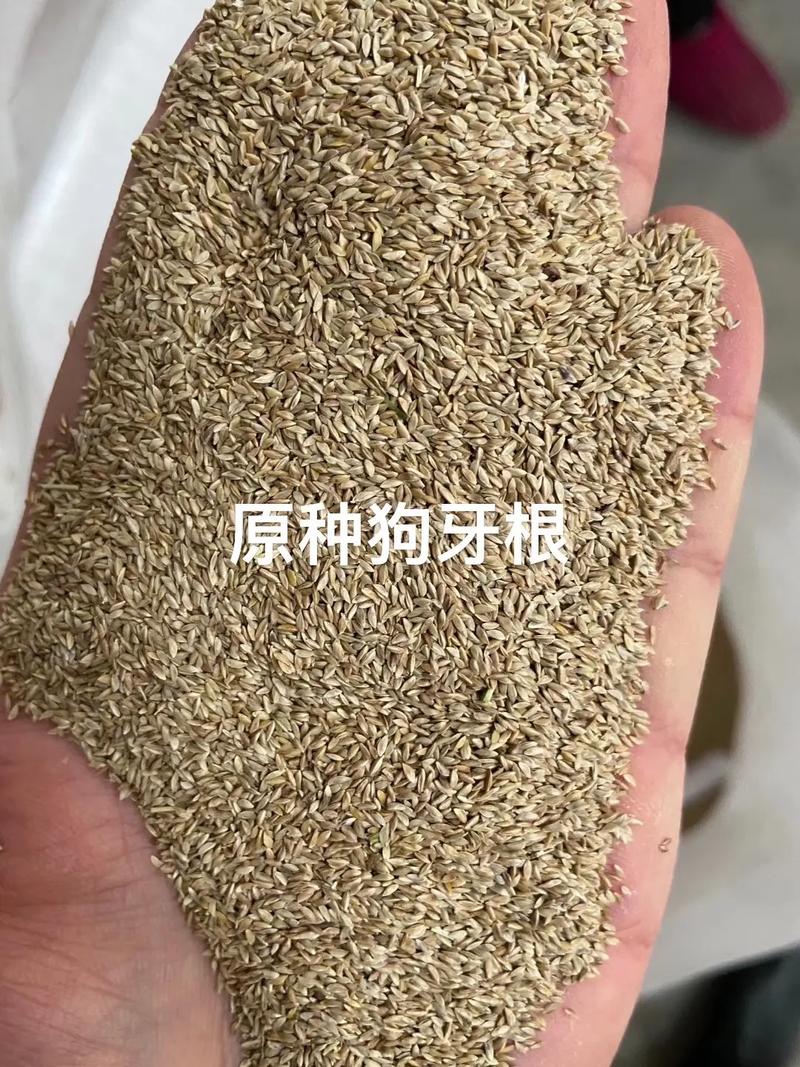 狗牙根草籽一斤得多少钱?2026年价格参考与选购指南 规格决定价格基础