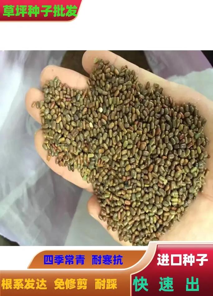 狗牙根草籽一斤得多少钱?2026年价格参考与选购指南 季节波动与购买时机