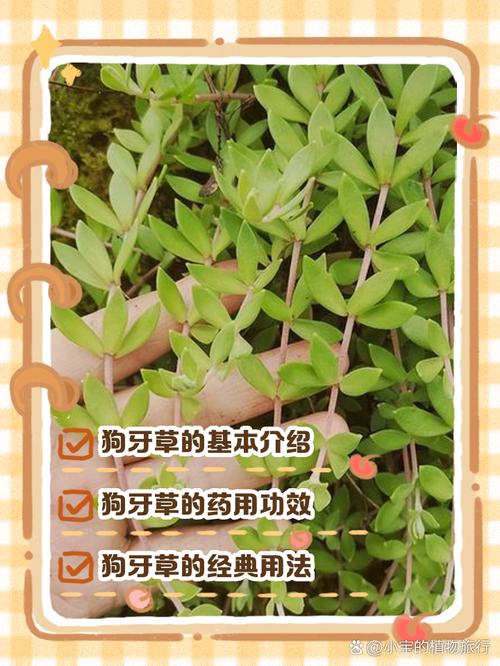 狗牙根草籽一斤得多少钱?2026年价格参考与选购指南 运输成本不可忽视
