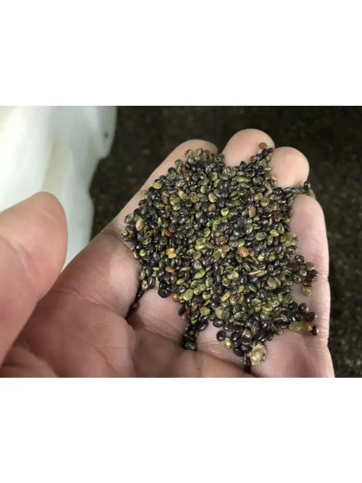 狗牙根草籽一斤得多少钱?2026年价格参考与选购指南 综合价格对比表