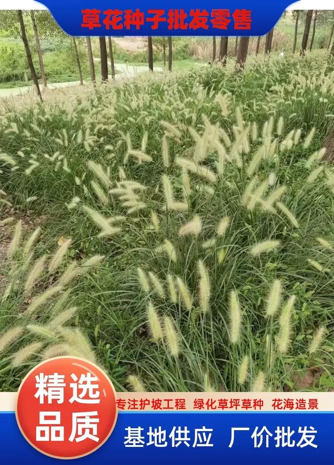 狗牙根草籽一斤得多少钱?2026年价格参考与选购指南 咨询指南