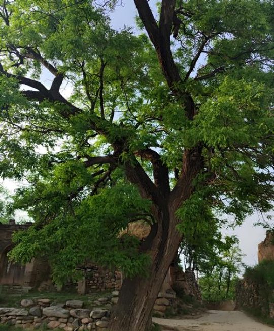 槐树的寓意与象征：庭院种植的文化内涵与科学养护指南