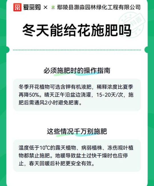 冬季能给花施肥吗？家庭园艺冬季养护全攻略