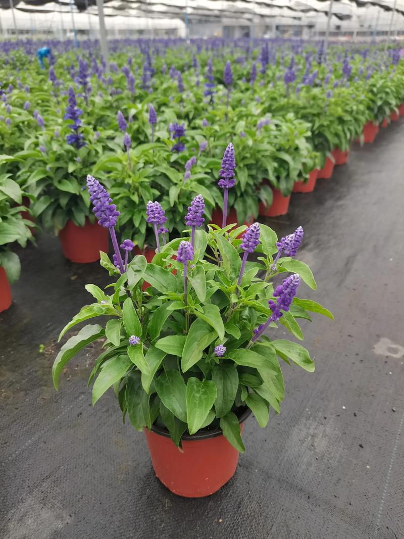鼠尾草好养吗?新手必看的养护指南与经验分享 鼠尾草好养吗?新手必看的养护指南与经验分享