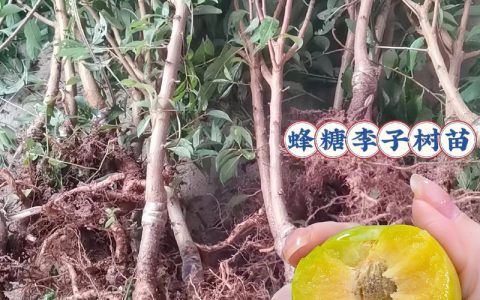 网上确实存在正宗果树苗，但需通过“三查一看”法从持有“两证一签”的苗圃采购