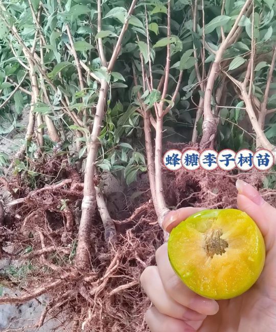 网上确实存在正宗果树苗，但需通过“三查一看”法从持有“两证一签”的苗圃采购