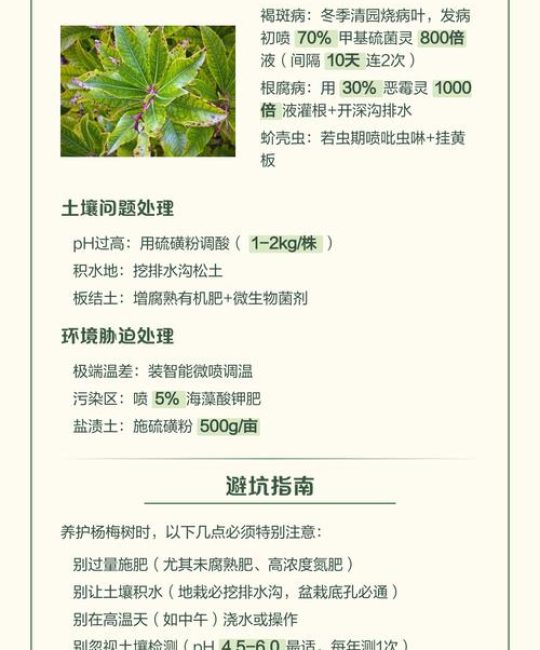 杨梅树叶子发黄干枯？一套完整诊断与防治方案