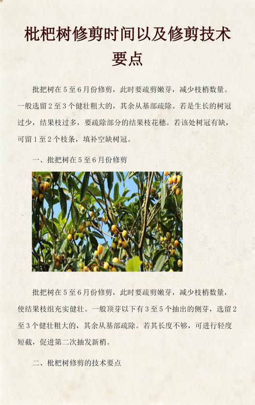枇杷树剪枝的最佳时间及养护全攻略 枇杷树剪枝的最佳时间及养护全攻略