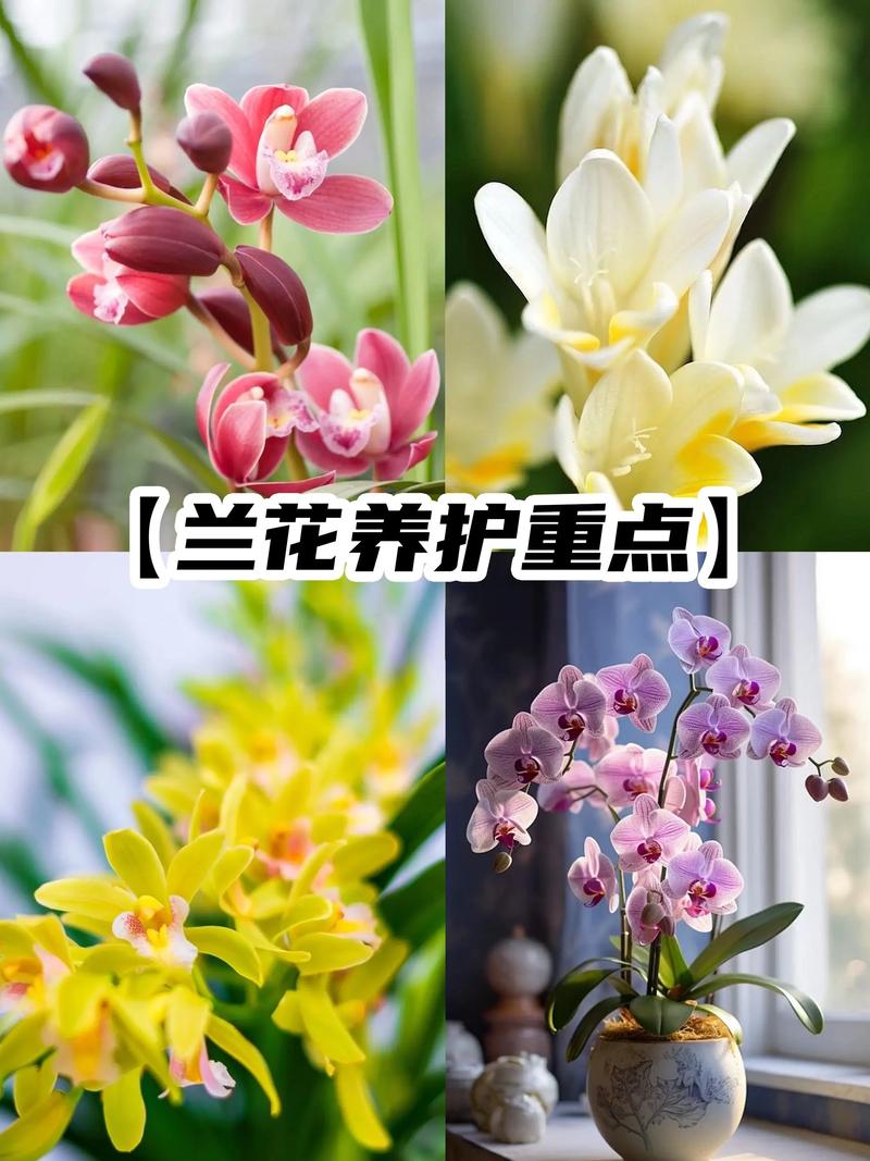 养兰花用什么土栽培最好?附全套种植技术指南 三、栽前处理(种苗检查与修剪)