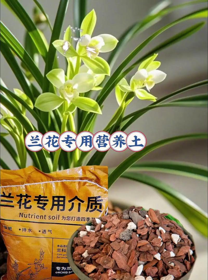 养兰花用什么土栽培最好?附全套种植技术指南 六、缓苗管理(前7-15天)