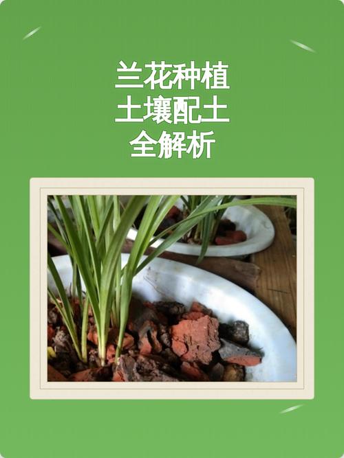 养兰花用什么土栽培最好?附全套种植技术指南 七、成活注意事项(常见问题与对策)