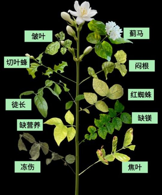 茉莉花叶子发黄怎么回事？四大原因排查与解决方法