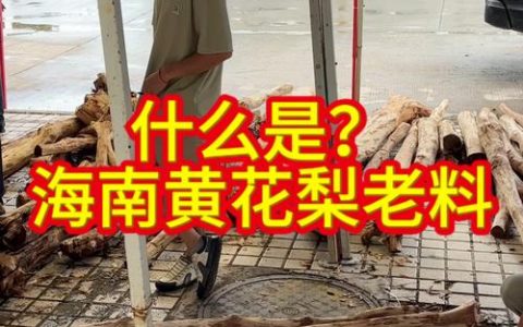 黄花梨老料详解：从植物学特征到木材价值的全面百科