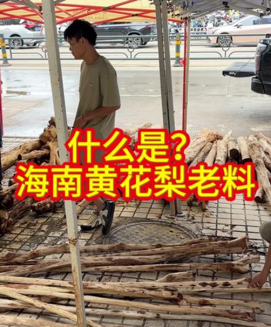 黄花梨老料详解：从植物学特征到木材价值的全面百科