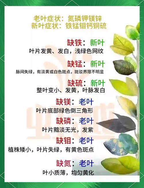 桔子树叶子发黄掉叶子?从原因到防治的完整指南 预防建议