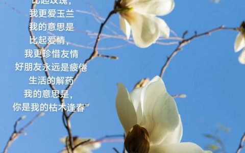玉兰花养护与鉴赏：从“霓裳片片”到庭院种植全指南