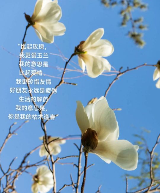 玉兰花养护与鉴赏：从“霓裳片片”到庭院种植全指南