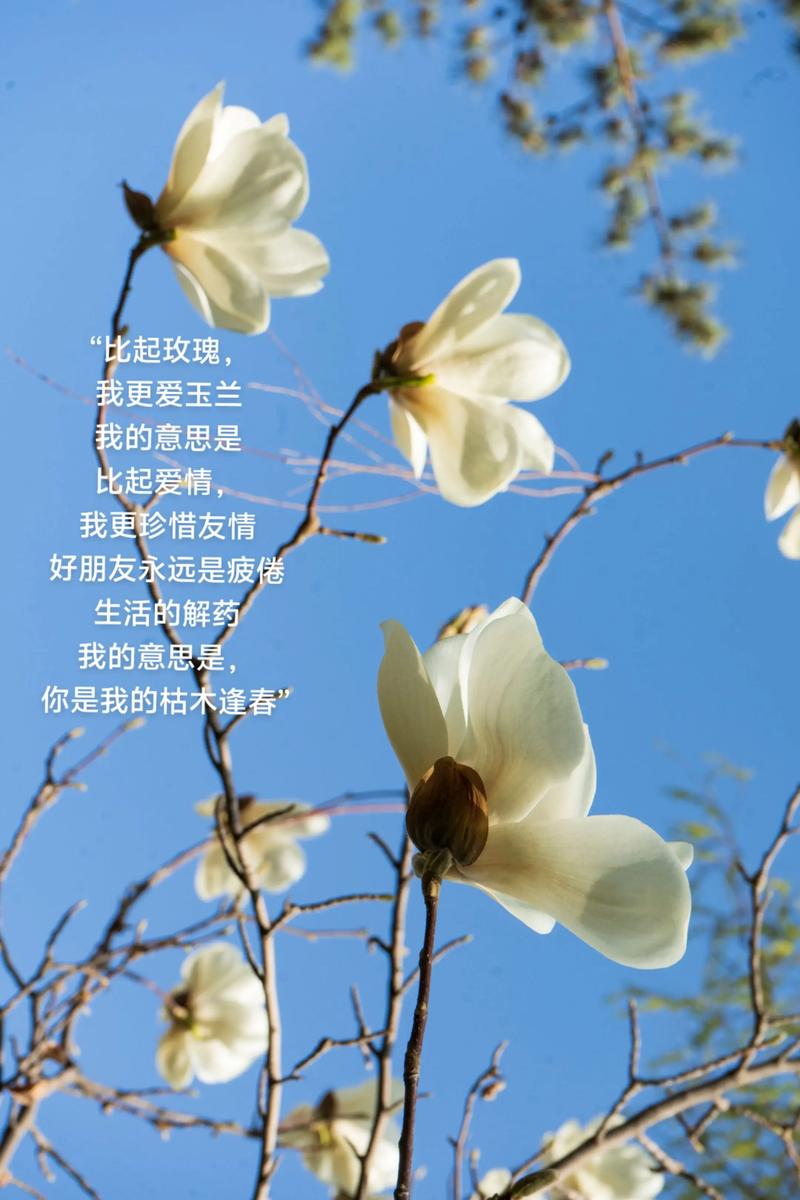 玉兰花养护与鉴赏：从“霓裳片片”到庭院种植全指南