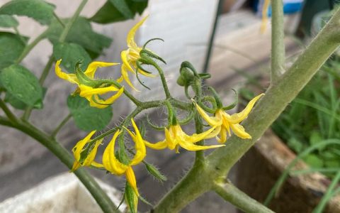 西红柿开花后怎么施肥？坐果膨果期专用肥料推荐