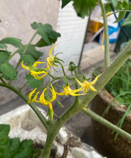 西红柿开花后怎么施肥？坐果膨果期专用肥料推荐
