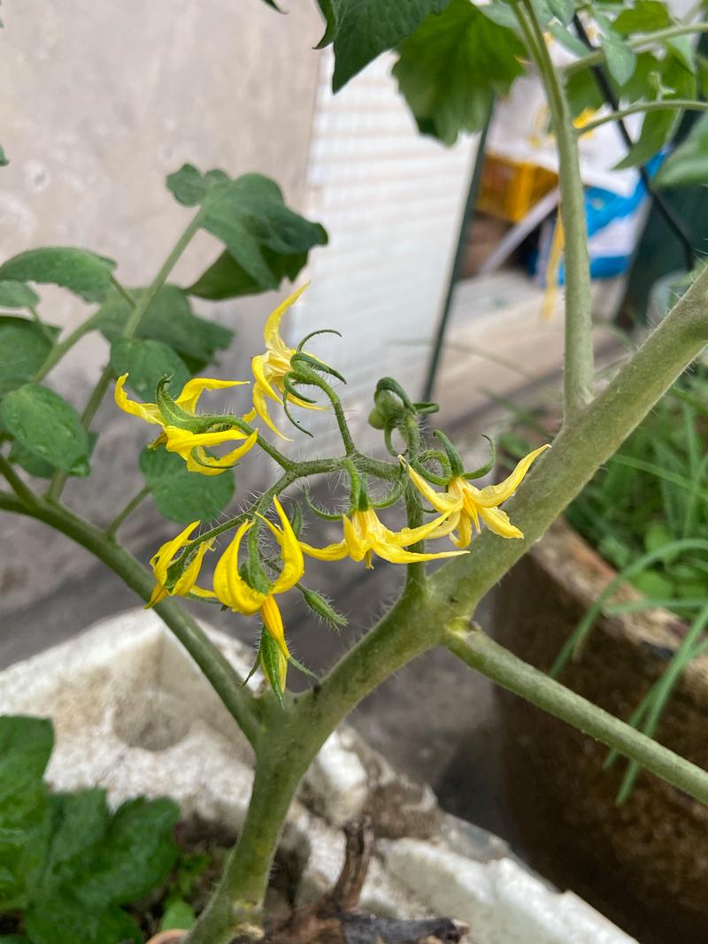 西红柿开花后怎么施肥？坐果膨果期专用肥料推荐