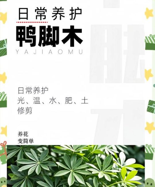 鸭掌木多少天浇一次水？四季浇水指南与常见误区解析