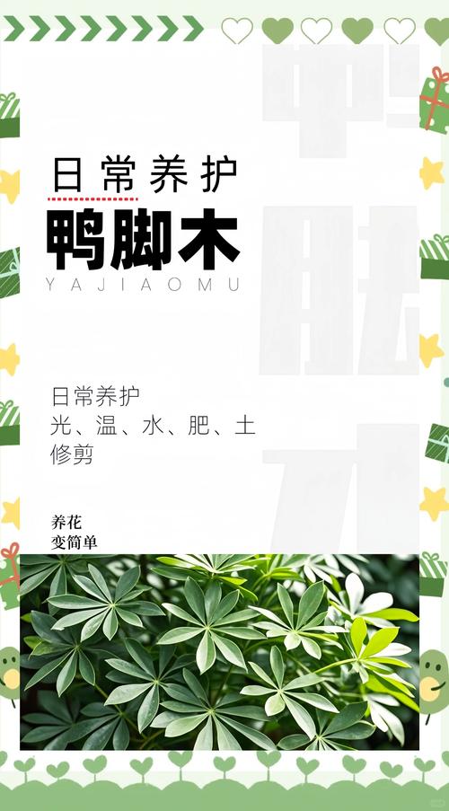 鸭掌木多少天浇一次水?四季浇水指南与常见误区解析 一、影响浇水频率的关键变量