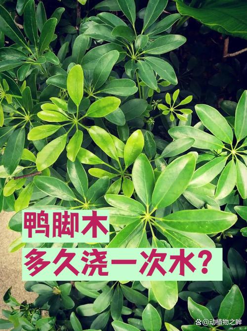 鸭掌木多少天浇一次水?四季浇水指南与常见误区解析 六、其他养护要点助你锦上添花