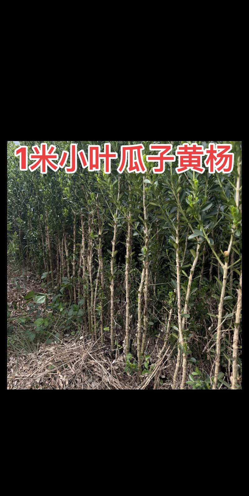 小叶黄杨树苗大概多少钱?2026年最新价格行情与五大因素全解析 产地:集散地与非产地价差可达15%~20%