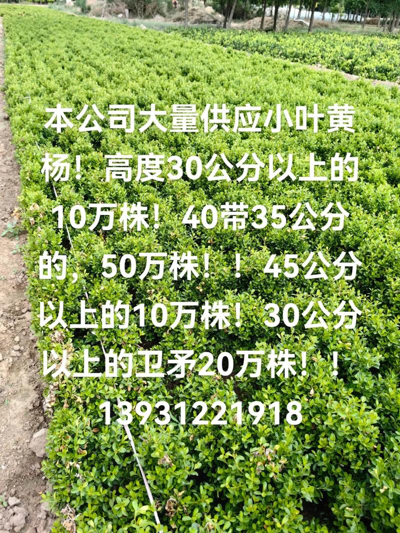 小叶黄杨树苗大概多少钱?2026年最新价格行情与五大因素全解析 运输:1000公里内物流成本占比10%~30%