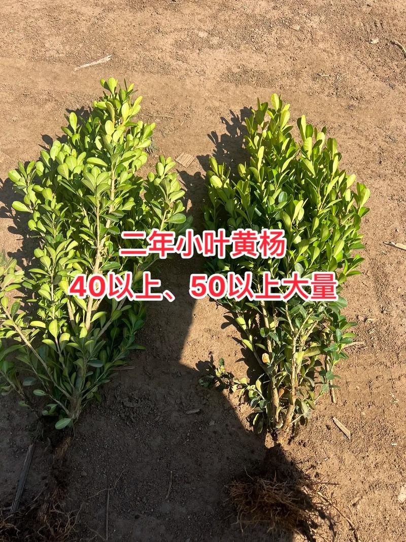 小叶黄杨树苗大概多少钱?2026年最新价格行情与五大因素全解析 小叶黄杨树苗采购询价指南