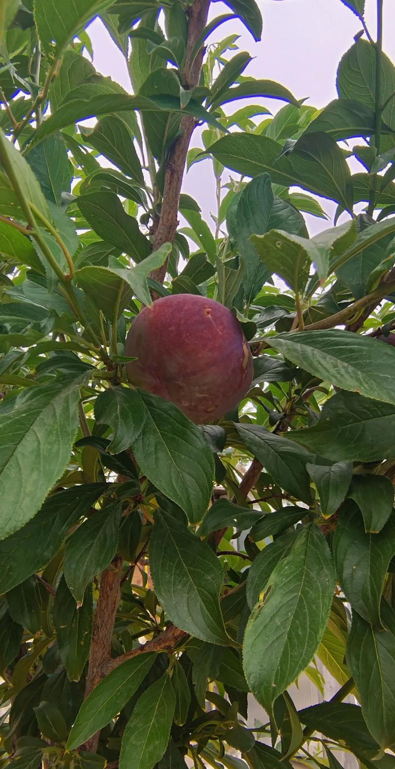 硫酸钾是全年基础钾肥，适用于所有果树品种