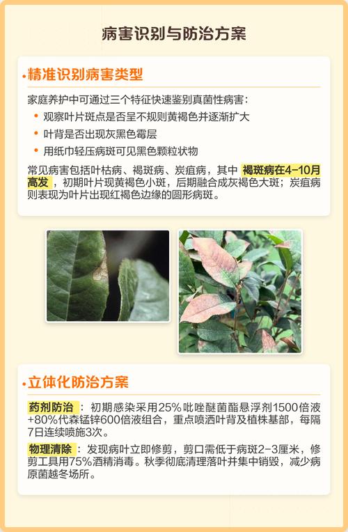 桂花黄尖是怎么回事?原因分析与解决对策 二、 桂花黄尖的解决对策