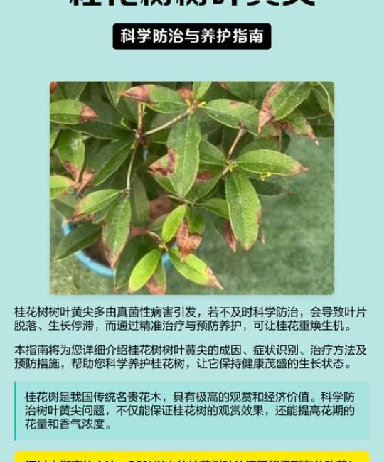 桂花黄尖是怎么回事？原因分析与解决对策