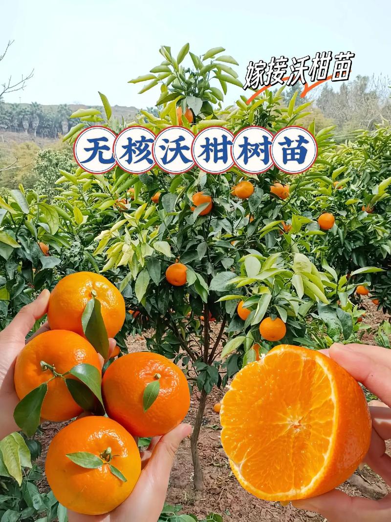 咨询指南：进一步获取精准报价