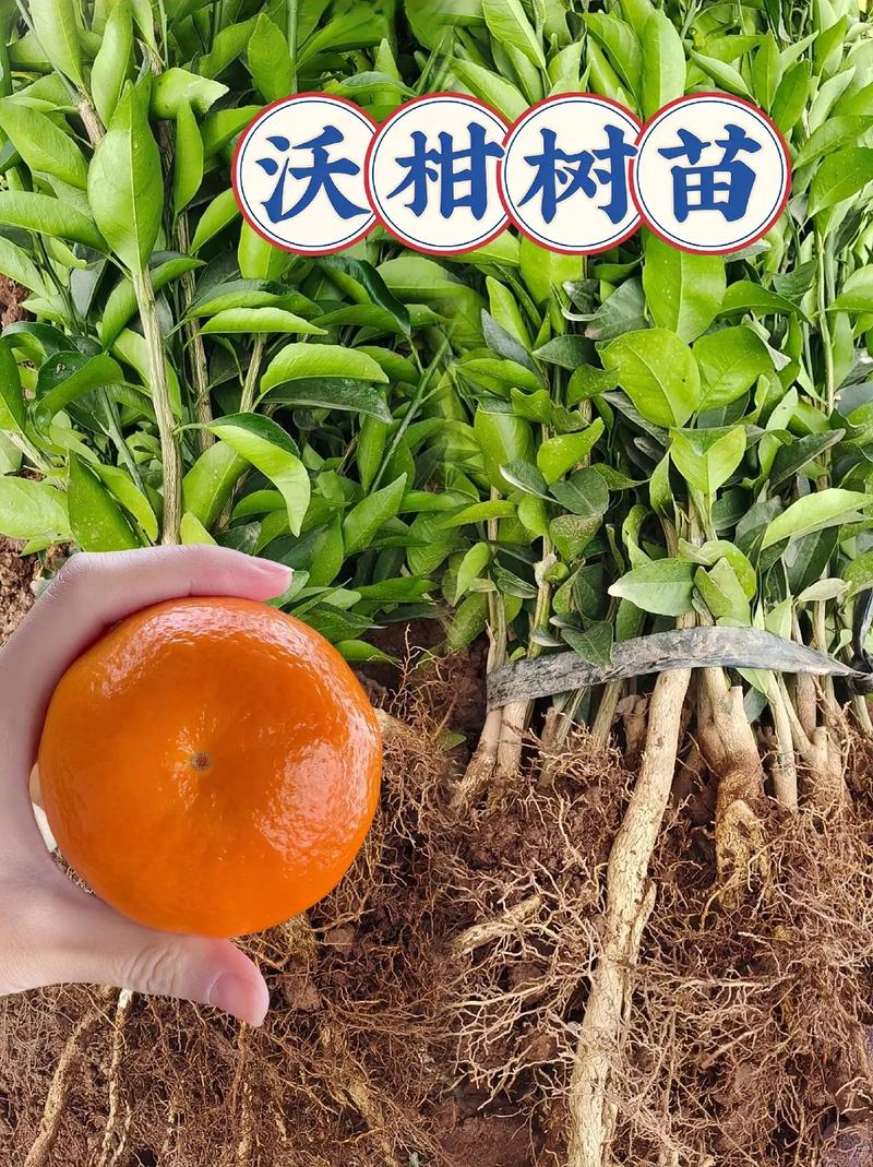 常见问题（FAQ）
