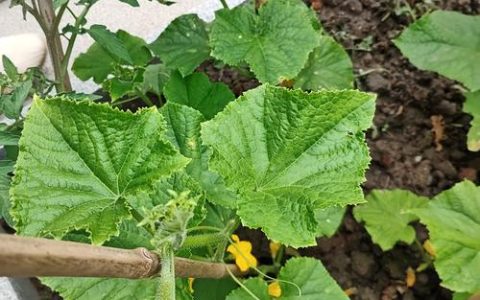 黄瓜和西红柿能种在一起吗？家庭菜园间作种植全指南
