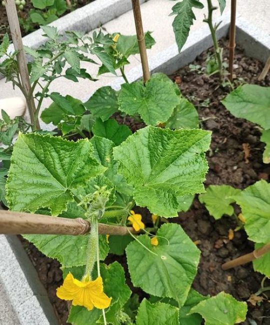 黄瓜和西红柿能种在一起吗？家庭菜园间作种植全指南