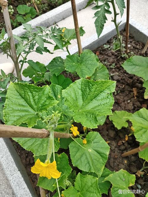 黄瓜和西红柿能种在一起吗？家庭菜园间作种植全指南