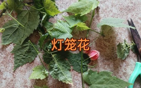灯笼花（倒挂金钟）扦插繁殖全指南：从基质到成活的关键控制