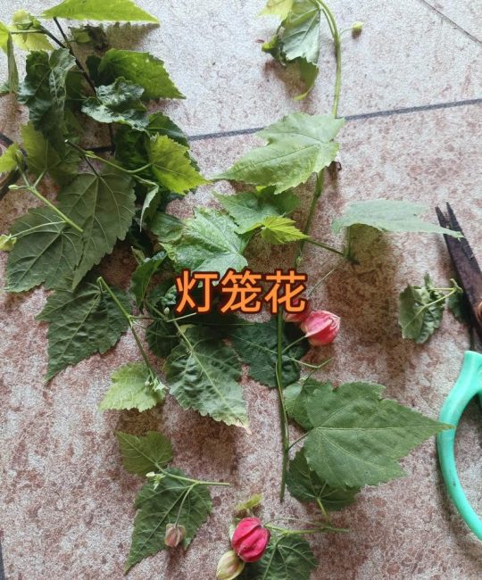 灯笼花（倒挂金钟）扦插繁殖全指南：从基质到成活的关键控制