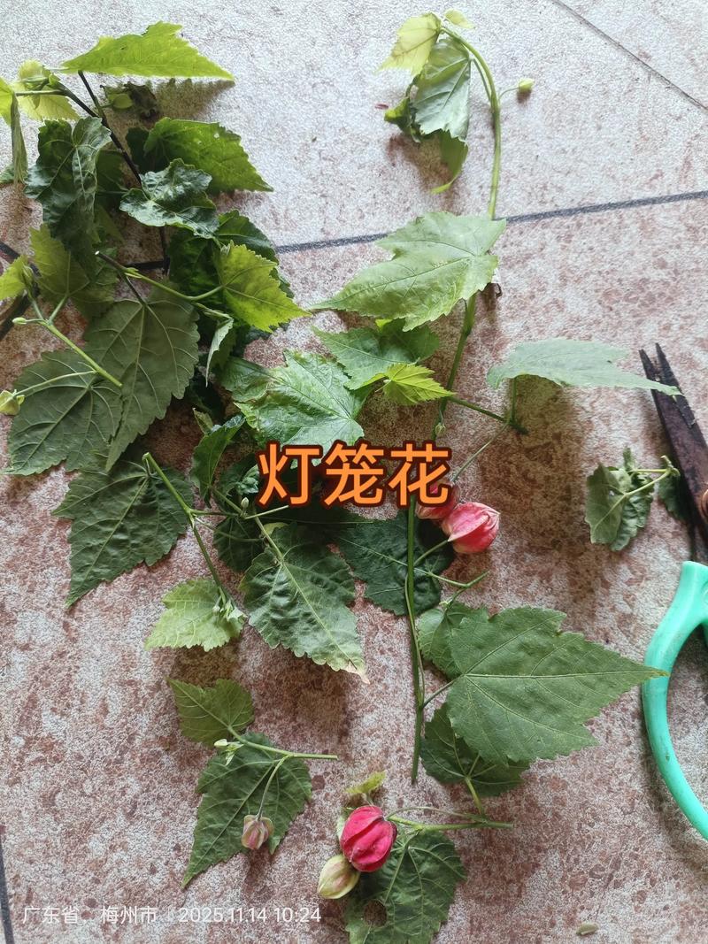 灯笼花（倒挂金钟）扦插繁殖全指南：从基质到成活的关键控制