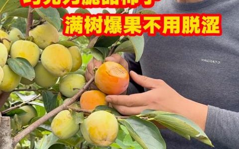 巧克力柿子树多少钱一棵？