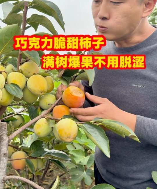 巧克力柿子树多少钱一棵？
