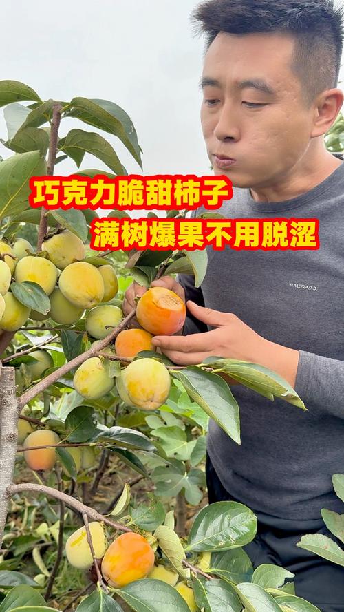 巧克力柿子树多少钱一棵? 巧克力柿子树的参考价格主要落在18元到46元之间