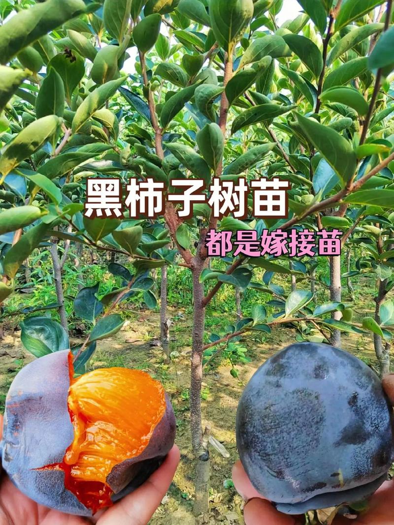 巧克力柿子树多少钱一棵? 规格是决定巧克力柿子树价格的第一因素
