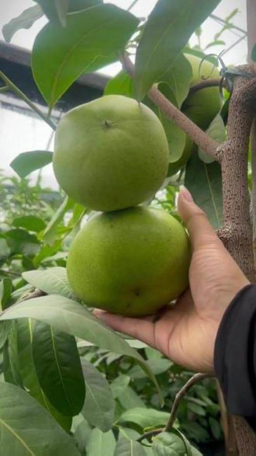 巧克力柿子树多少钱一棵? 季节会改变巧克力柿子树的采购成本