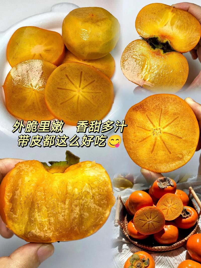 巧克力柿子树多少钱一棵? 巧克力柿子树适合哪些地区种植